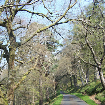 Tree-lined Lane